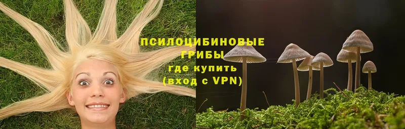 сколько стоит  Кремёнки  Галлюциногенные грибы Psilocybine cubensis 